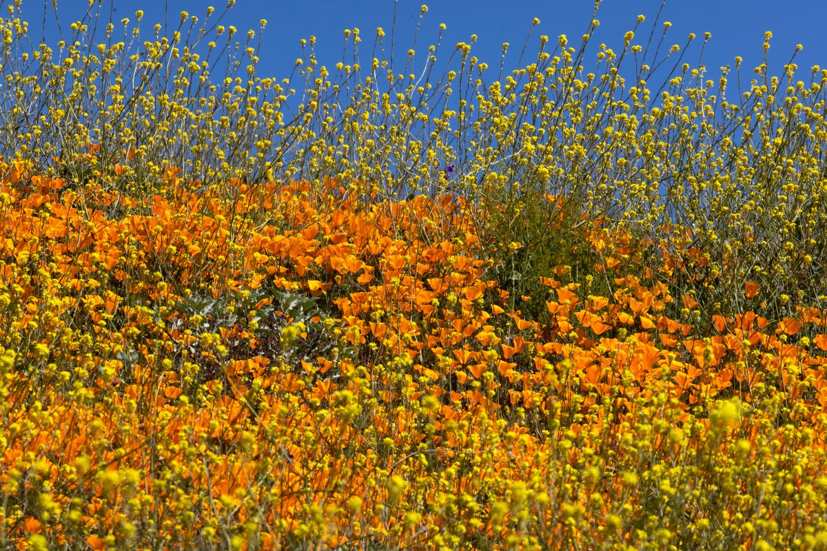 Some 80 miles north of San Diego, a luminous blanket of wildflowers spreads over the rolling hills and valleys in Perris, California. An old railway city, Perris is also home to the Southern California Railway Museum partially housed in the old, 20th-century Pinacate railway station.