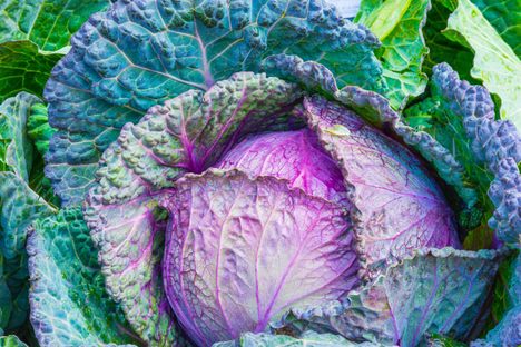 Many of you mentioned that the smell of cabbage reminds you of home.
