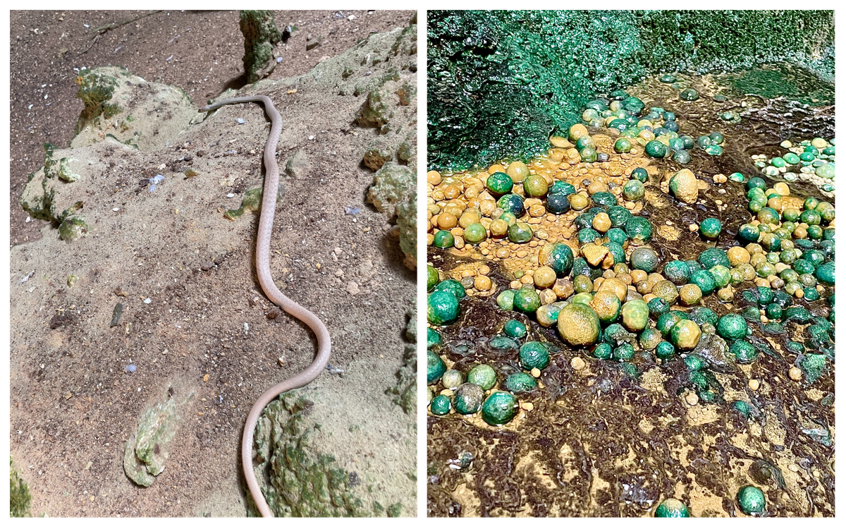 The cavers found strange, almost transparent snakes (left) and clusters of cave pearls (right) throughout the cave.