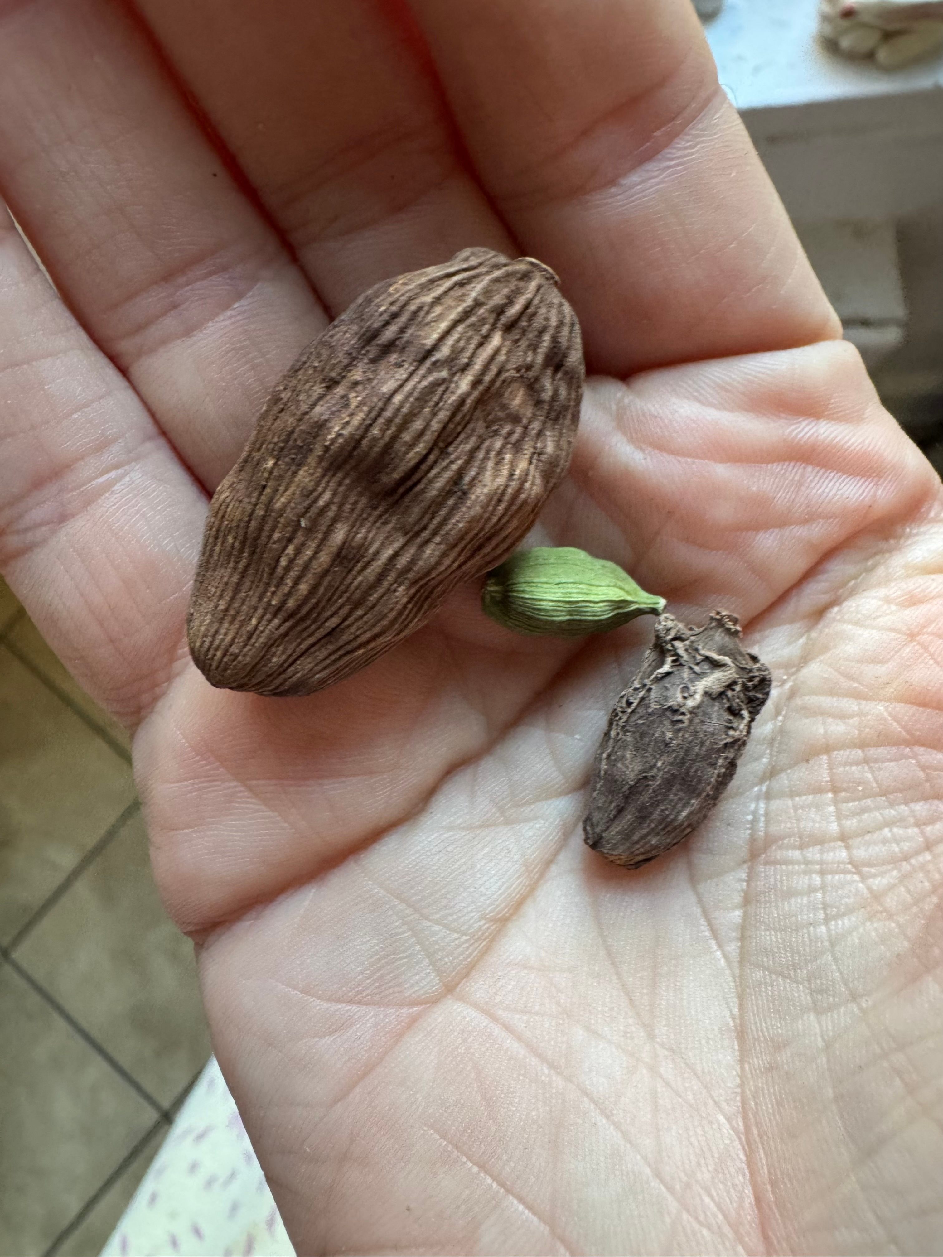 Chinese <em>tsaoko</em> cardamom pods (top) are much larger than either green or black (bottom).