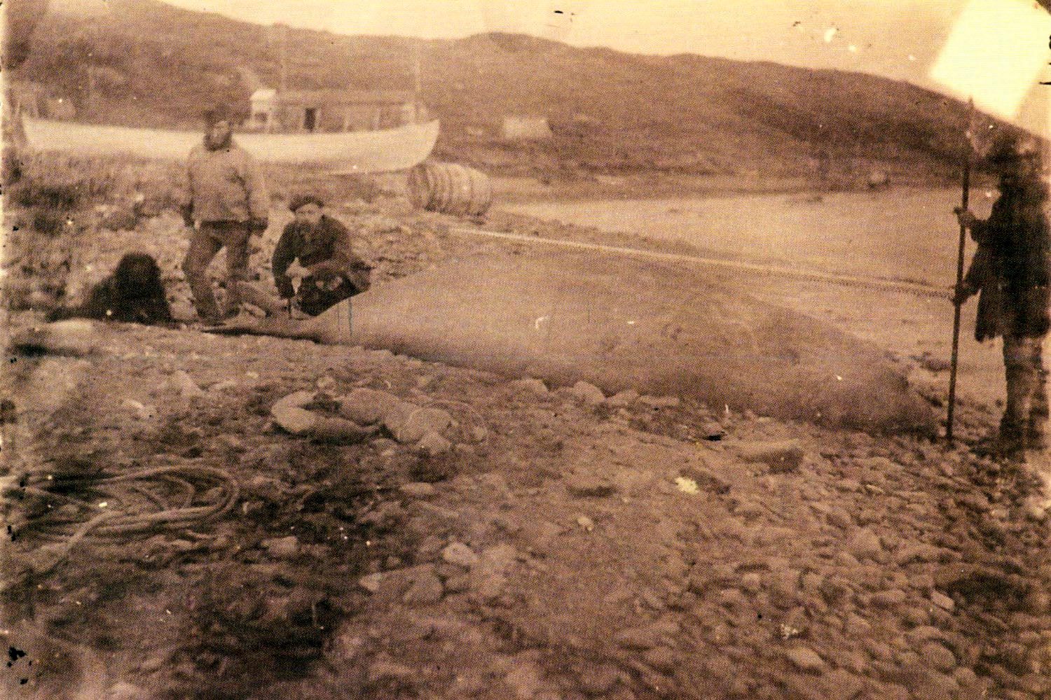 Elephant seal hunting in South Georgia in the late 19th century