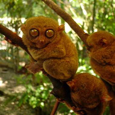 Philippine Tarsier Sanctuary 