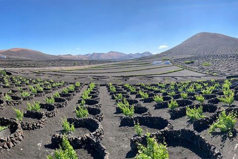Lanzarote Wines