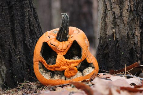 Every year, countless carved pumpkins turn out scarier than planned thanks to those meddling microbes.