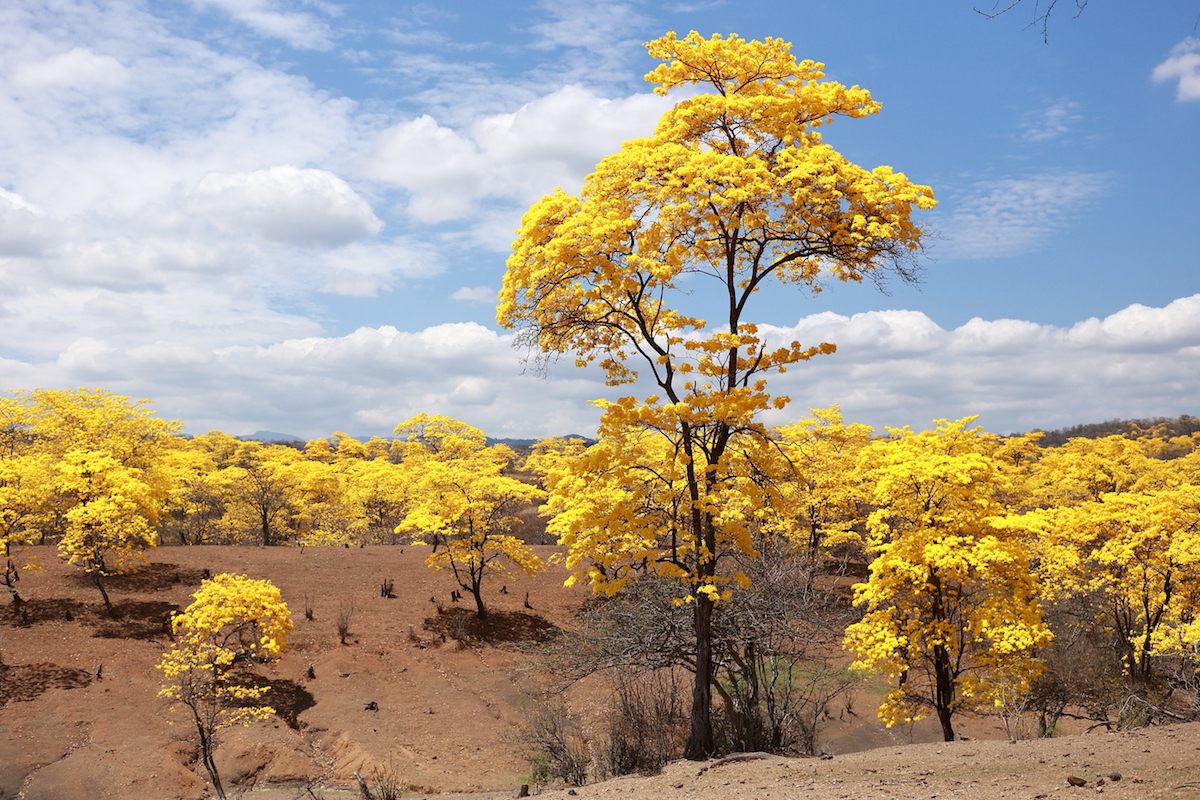 This desert-like landscape is covered with yellow flowers for only a few days a year.