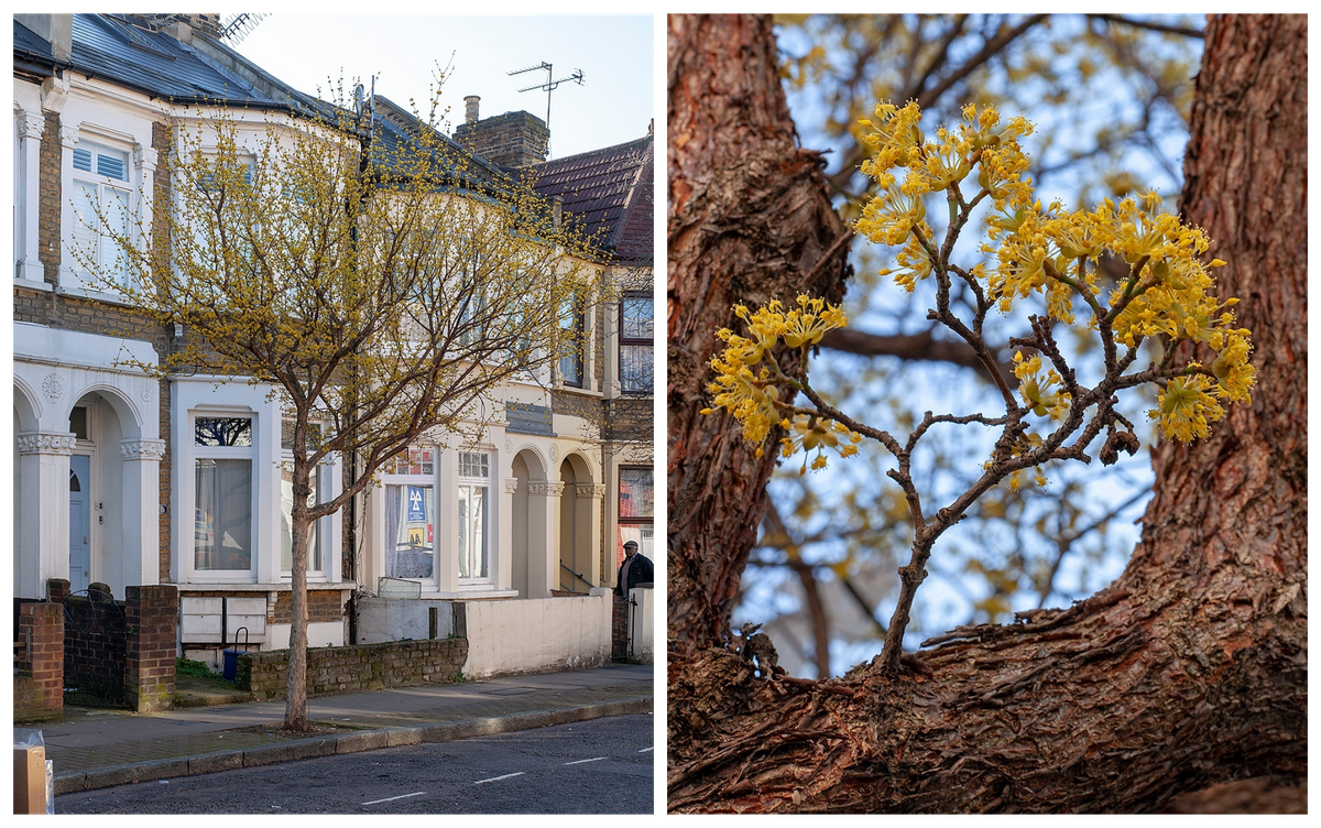 Two views of <em>Cornus mas</em>, or Cornelian cherry trees.