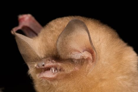 The tiny floof known as the Cuban greater funnel-eared bat.