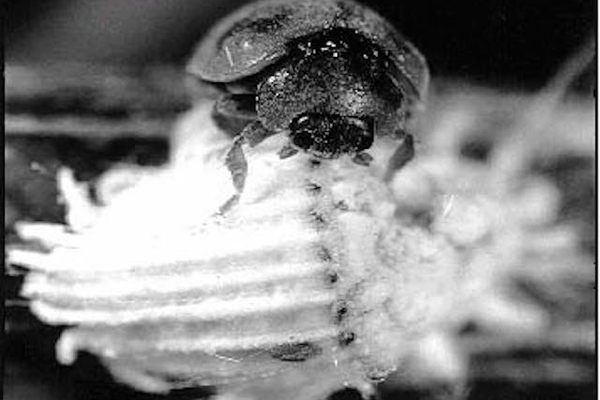 Why Humans and Insects Keep Holding Funerals for Insects ...