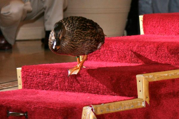 One of the Peabody's pampered ducks descends the red-carpeted stairs from the lobby fountain.