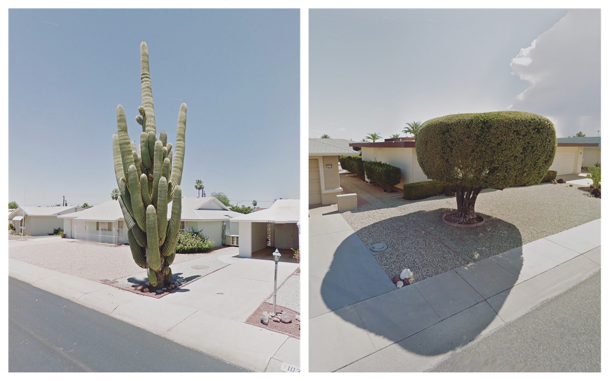 Across the United States, Kenny found plants with spectacular shadows.