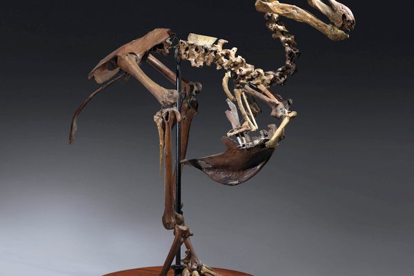 The composite skeleton sold for a little more than $621,700.