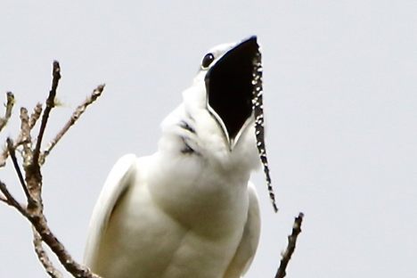 In the World of Animal Courtship, These Males Go to Extremes