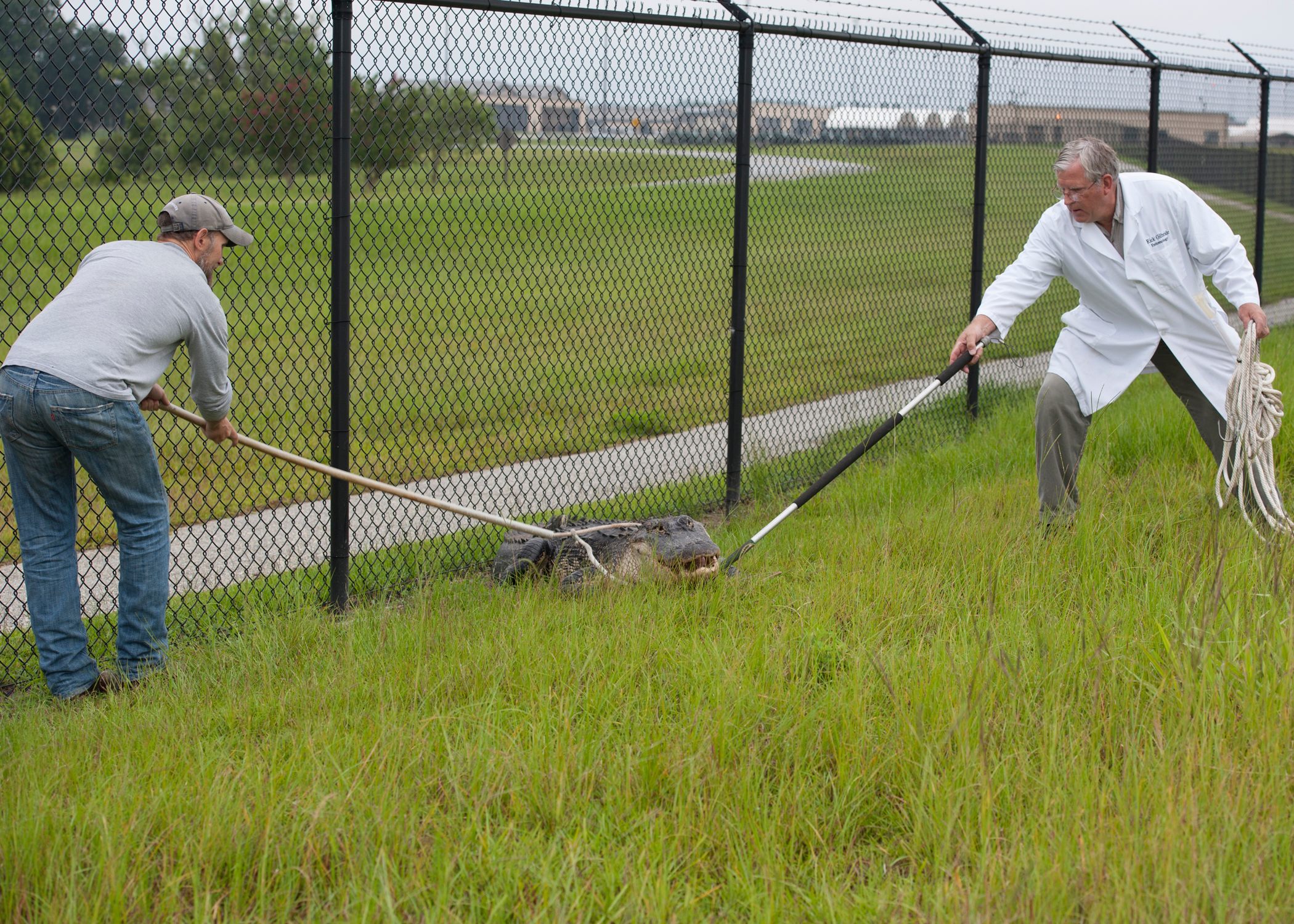 USDA biologists wrangle an alligator who snuck into a Georgia Air Force base. (This one was relocated.)