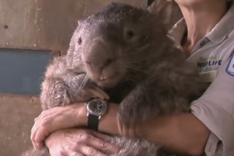 Meet Patrick, the Biggest, Oldest Wombat in the World