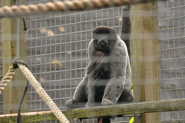 A male woolly monkey at the sanctuary.