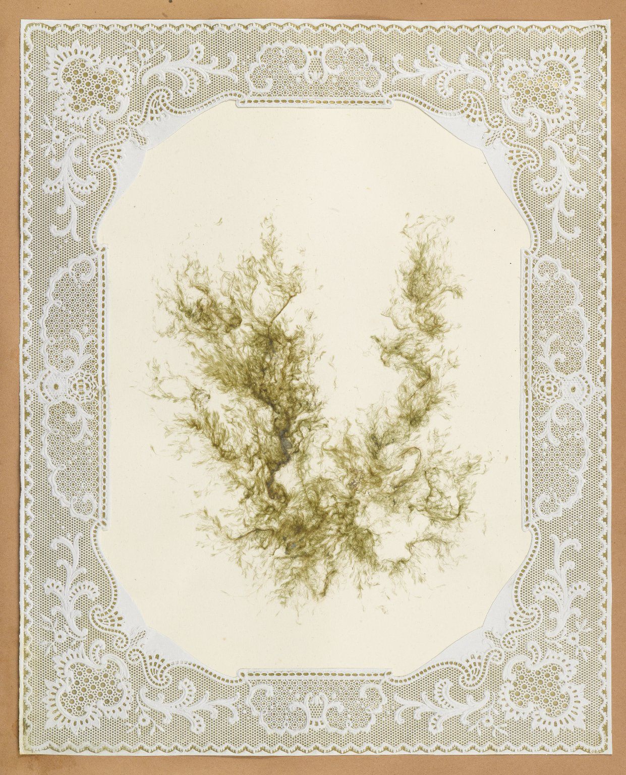 victorian seaweed scrapbook