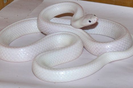 Say hello to Milk Snake.