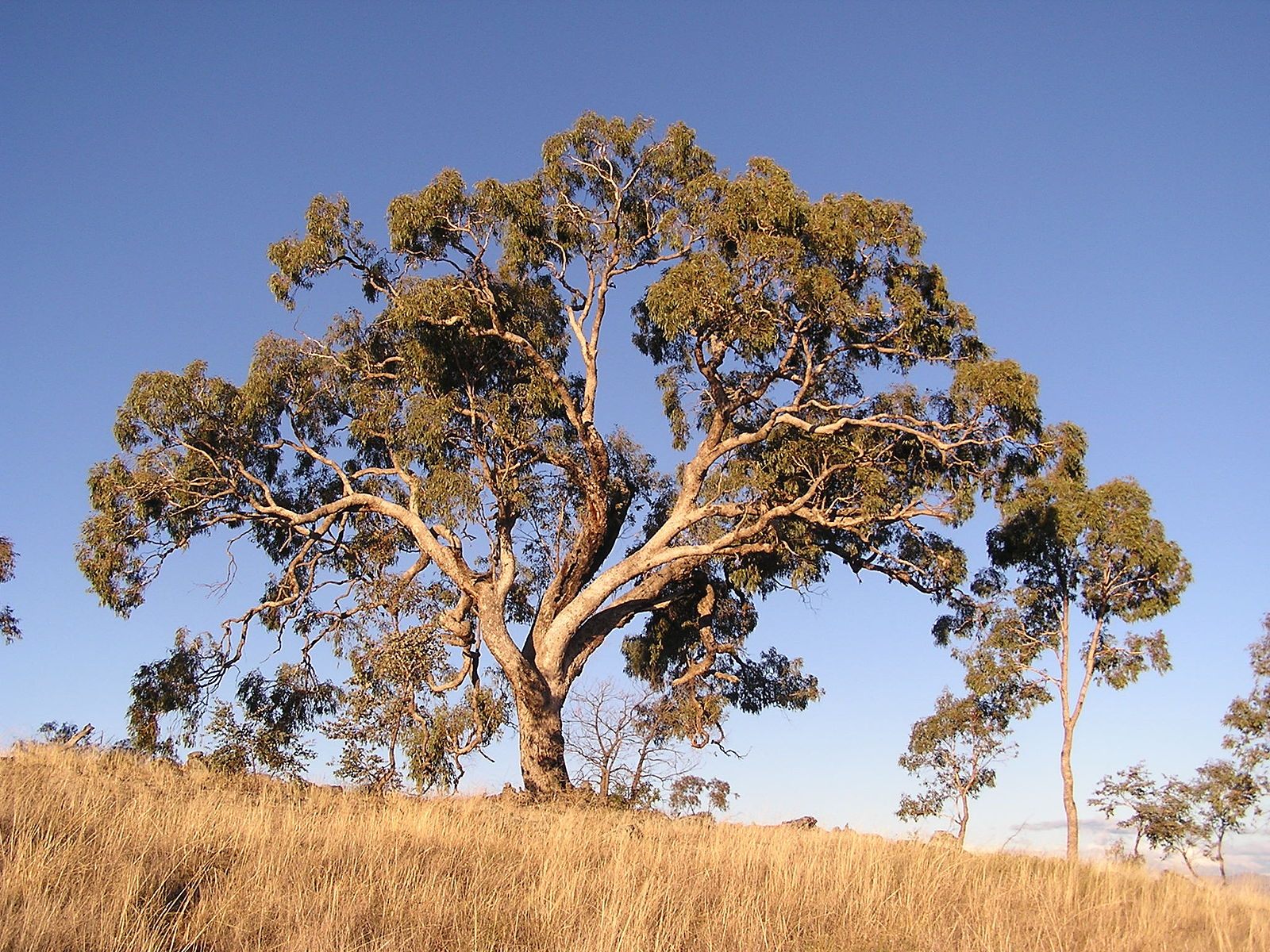 Australian tree #3.