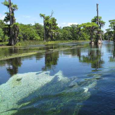Wakulla Springs.