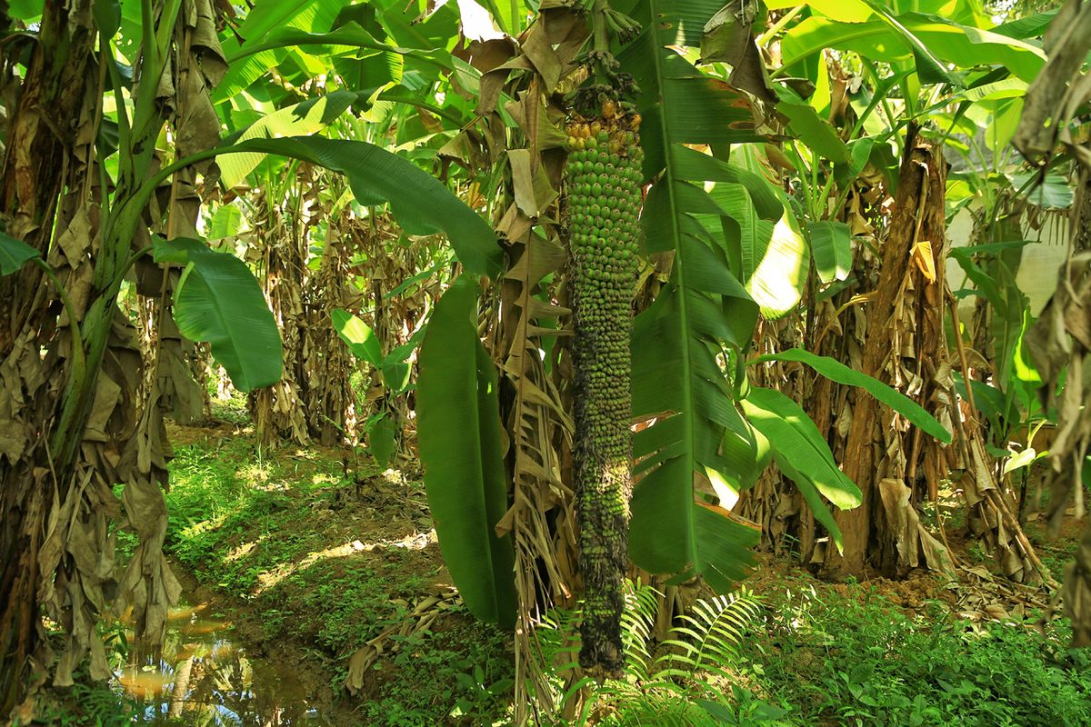 Vinod prizes his 1,000-fingers banana plants.