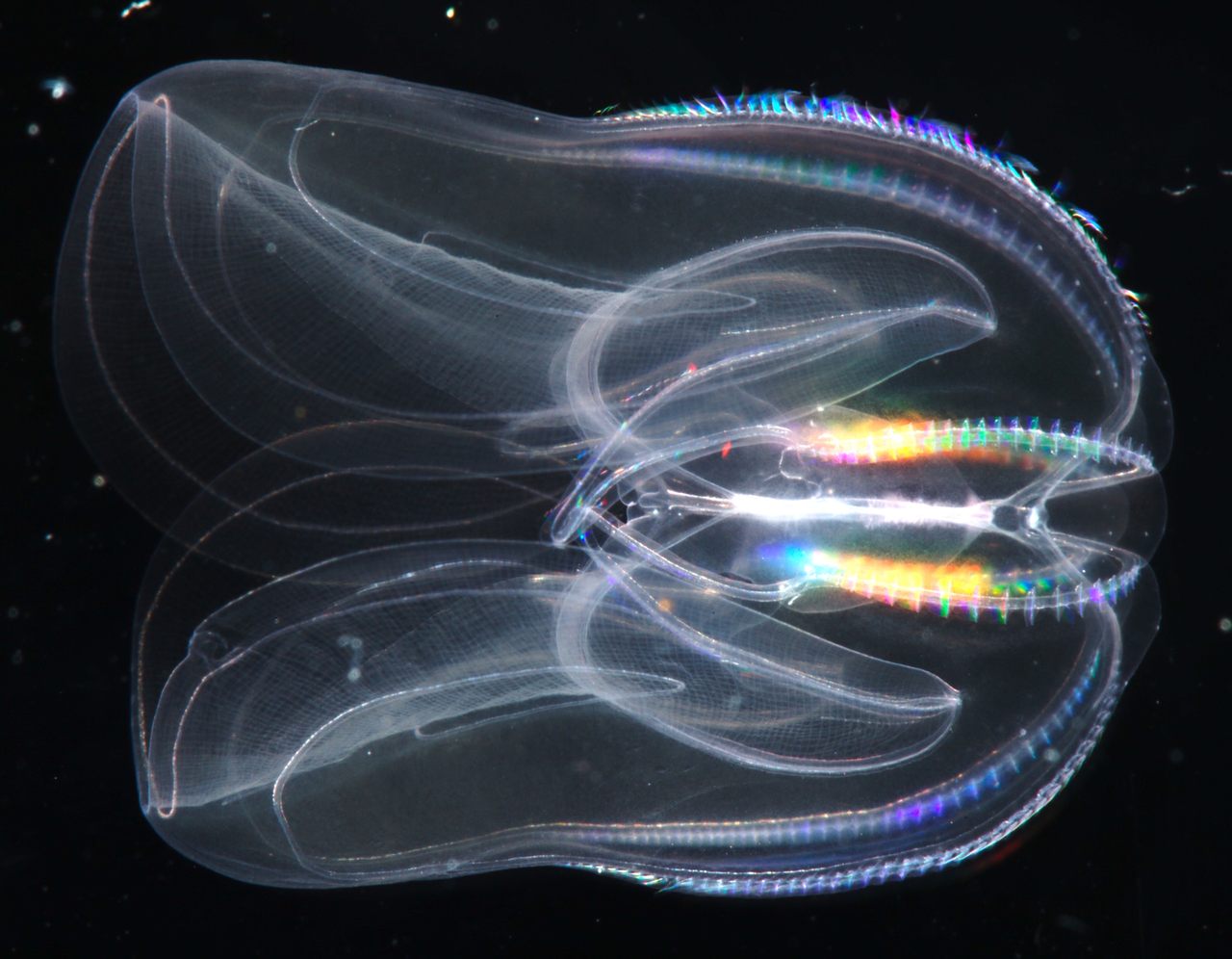 Do humans have comb jellies to thank for our own through-gut and anus genes?