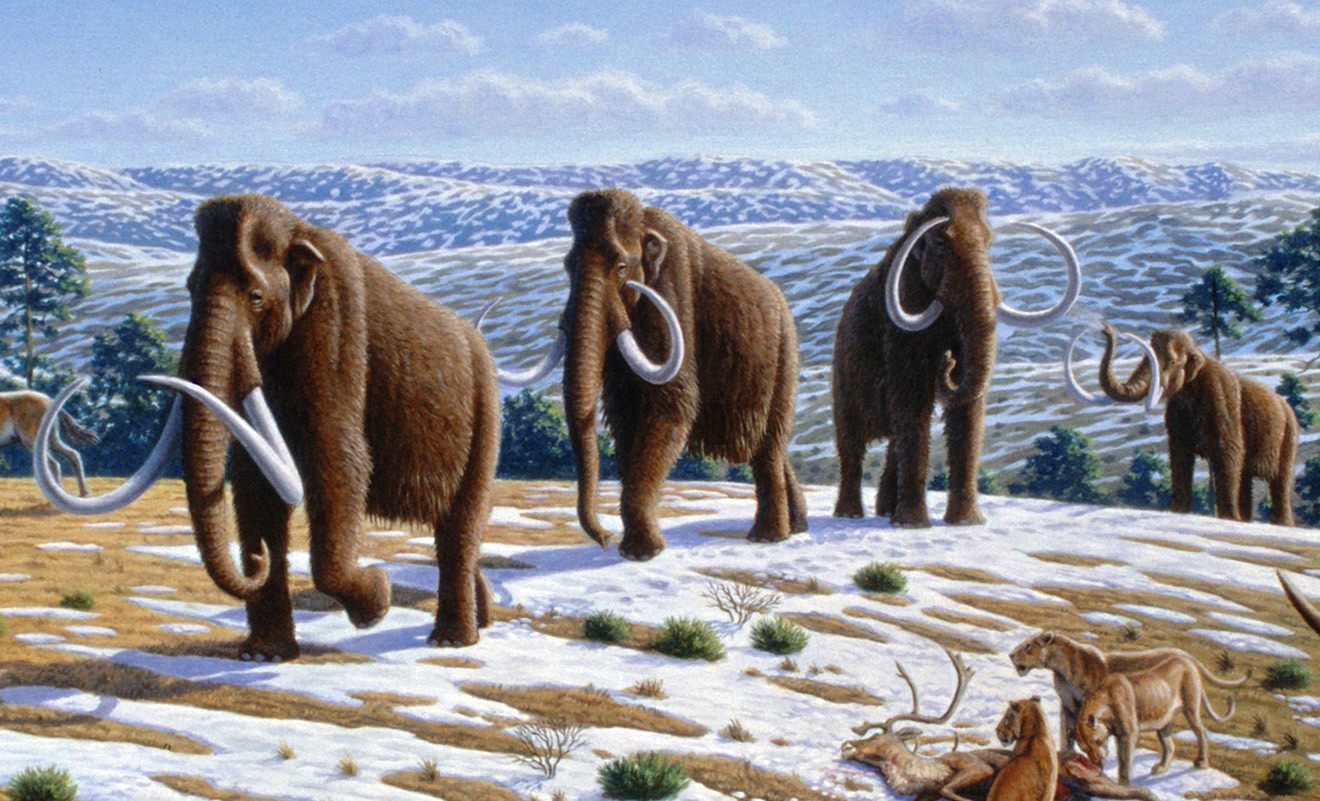 An artist's impression of a herd of mammoths. Is one considering leaving the herd?