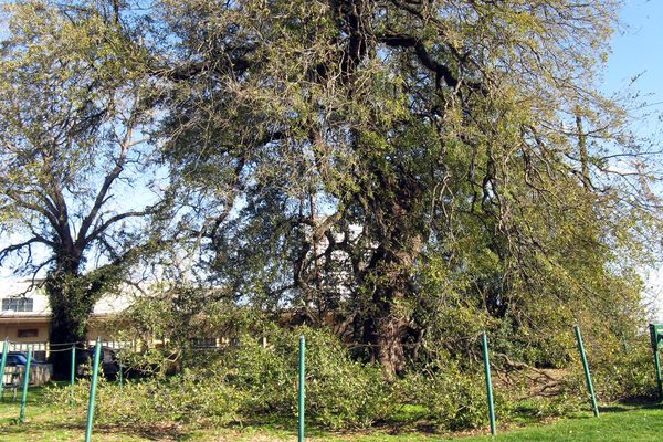 Austin’s Treaty Oak