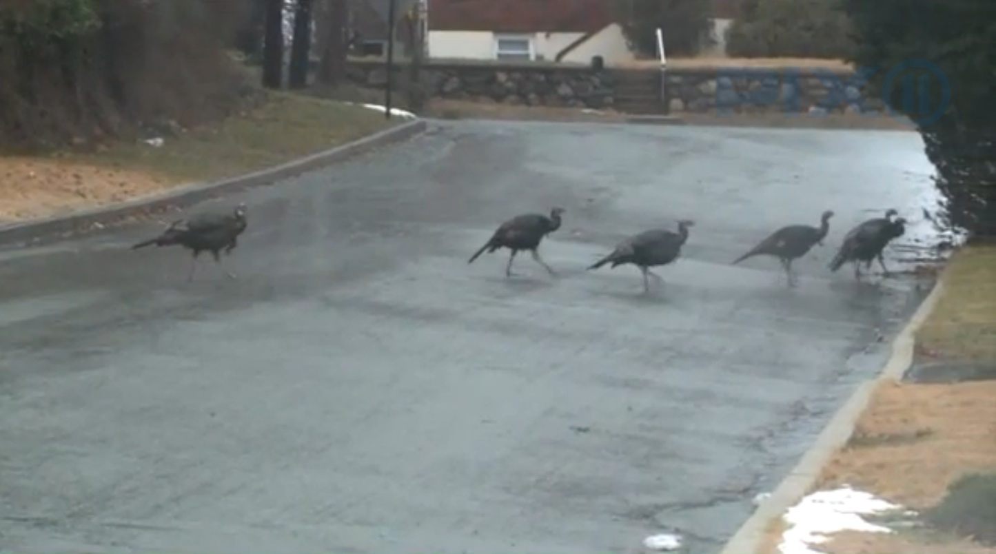 The turkeys in question, menacing a different part of the street.