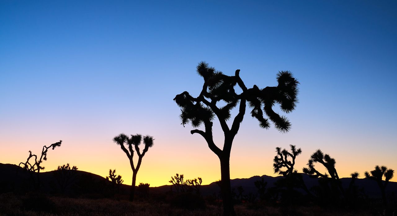 It's hard to picture Joshua Tree without its goofy namesakes, but they're in trouble.
