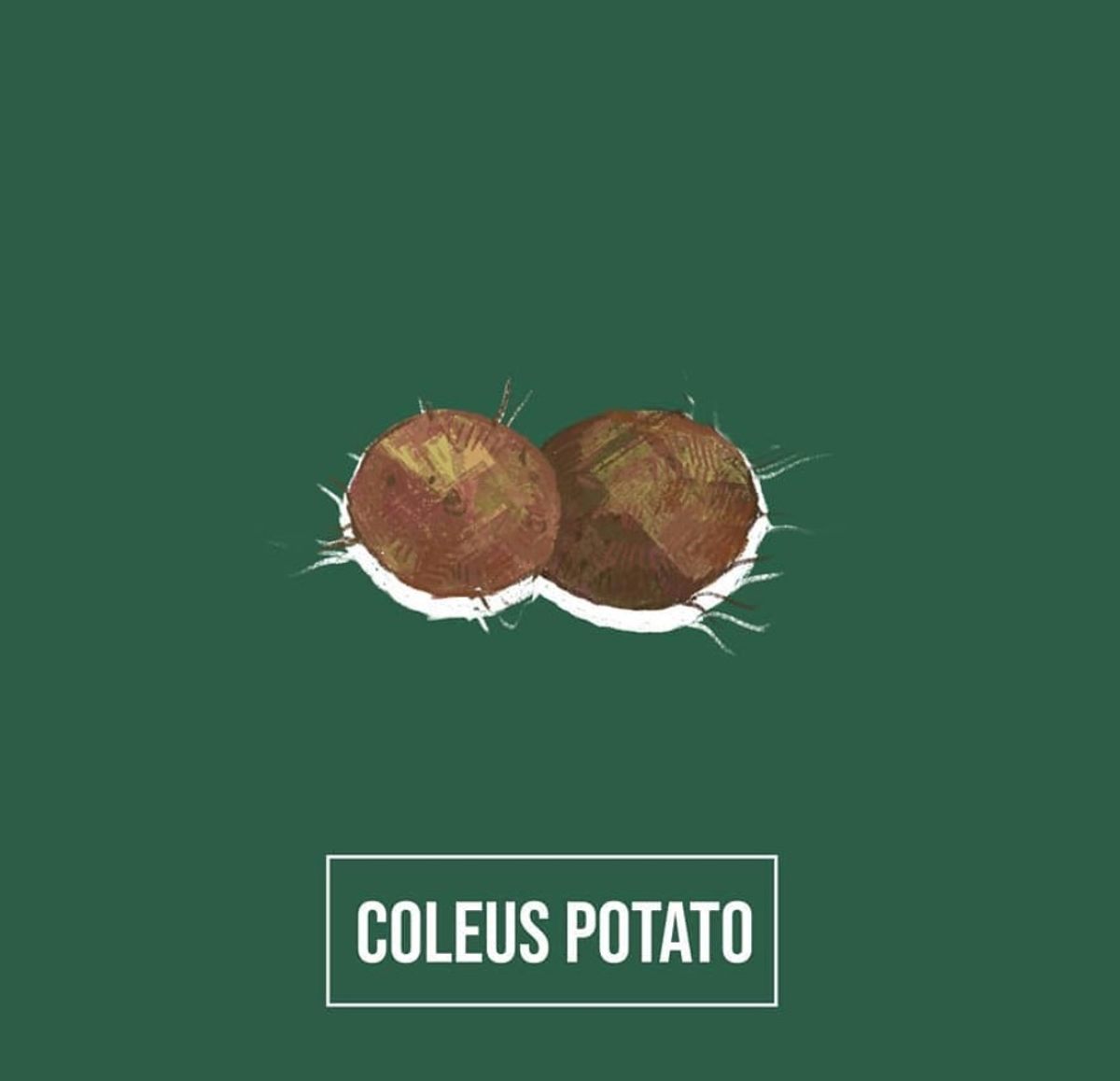 <em>Sirukizhangu</em>, or coleus potato, is an egg-shaped brown tuber with origins in Southern Africa.