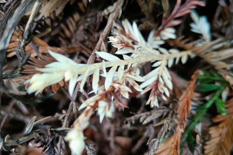 Albino Redwood