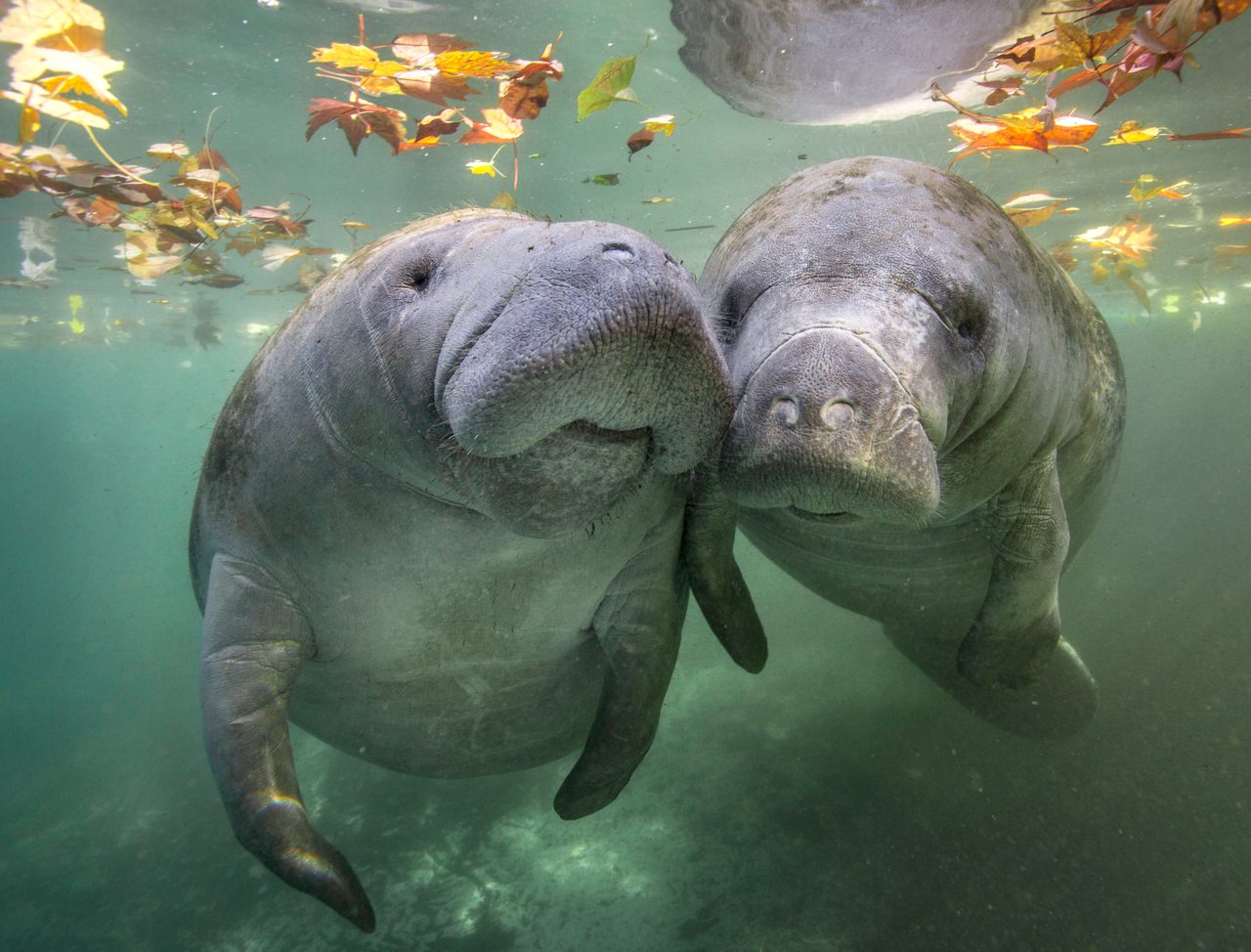 A pair of manatees in Florida's Crystal River.