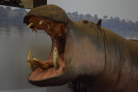 A taxidermy hippo.