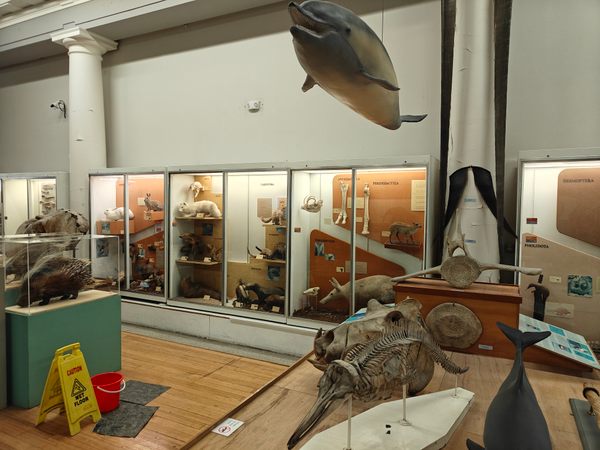 Hunterian Zoology Museum in Glasgow, Scotland