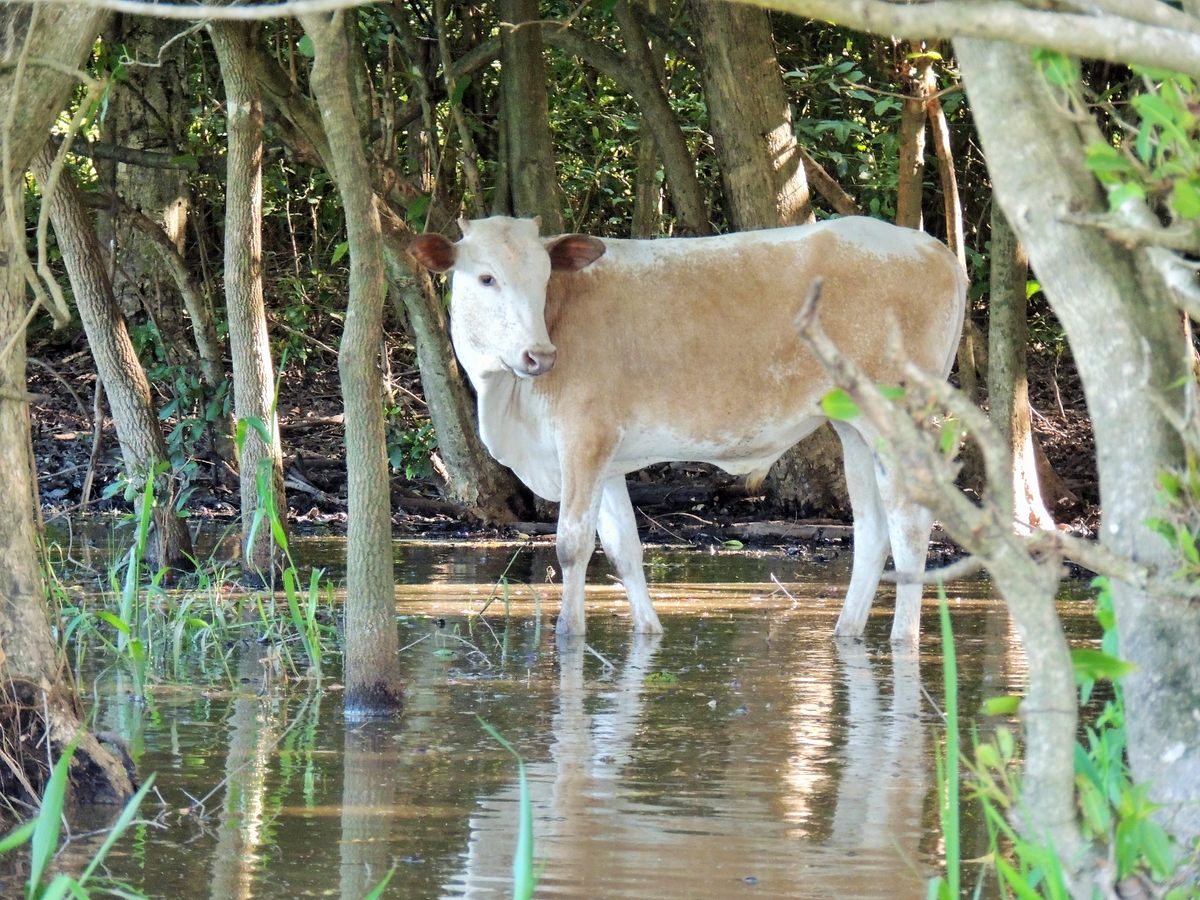 The horns of this calf are not yet developed.