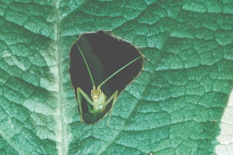 A cricket peers through a leaf hole in South Africa.