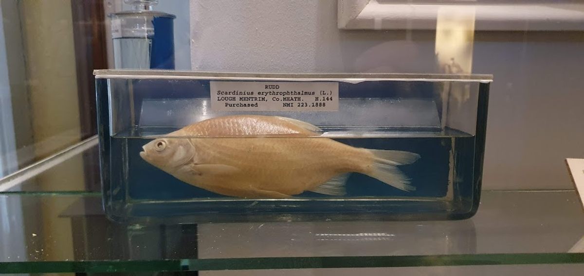 At the National Museum of Ireland, Paolo Viscardi is topping off the wet specimens whose liquid levels have dropped.