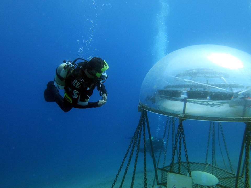 In Noli, northern Italy, a team of divers is growing plants 22 feet below sea level.