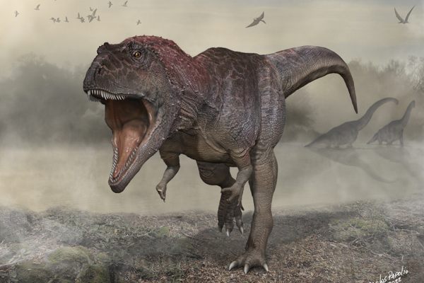 Meraxes gigas, a large dinosaur recently discovered in Argentina, was dangerous to know. Despite the tiny arms, it was not related to T. rex. 