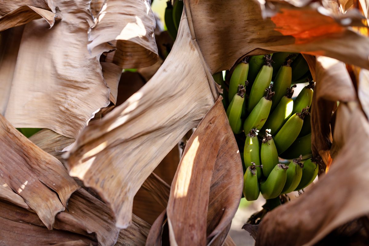 Bananas are a staple crop of the forest.
