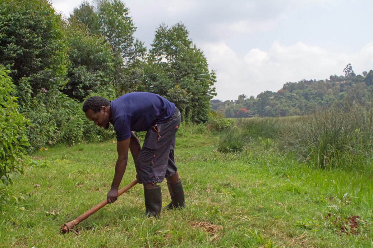 Bob Gacheru, a member of the volunteer group Friends of Ondiri, preps a site for planting native trees.
