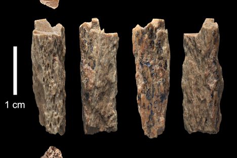 The tiny bone fragment known as "Denisova 11" that yielded these unexpected results.