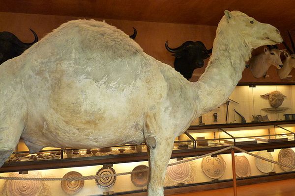 Napoleon's camel in the Musée africain de l'île d'Aix. (Wikimedia Commons)