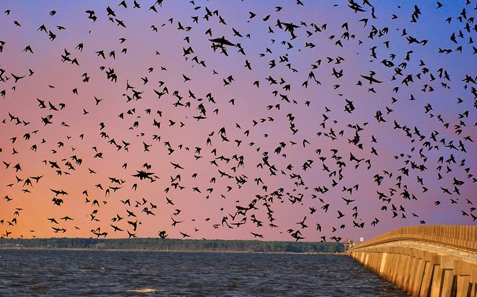 Birds flock around the bridge on a summer evening.