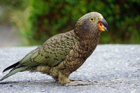 The kea is one of New Zealand's most popular, and infamous, birds.