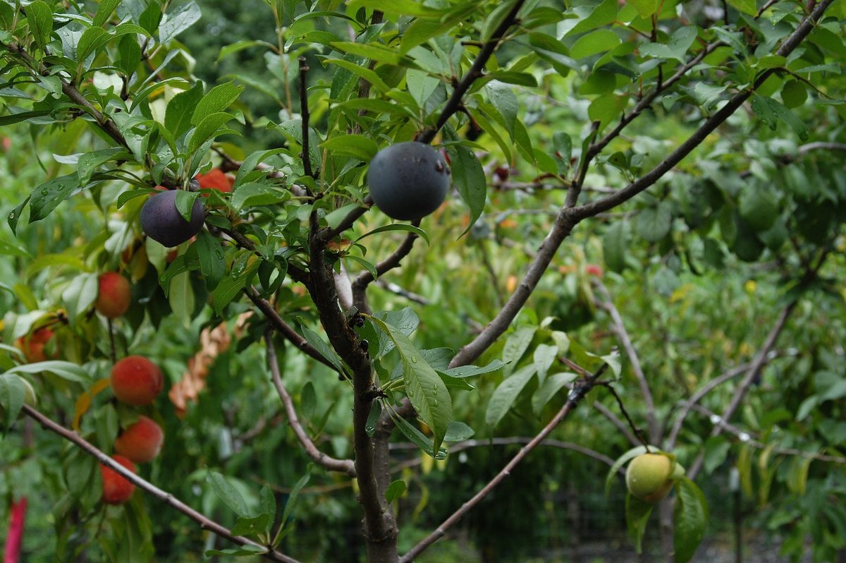 A five-year-old Tree of 40 Fruit growing in the nursery.