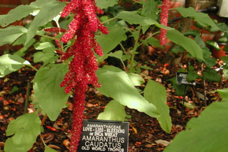 A species known as the "Love lies bleeding plant"  