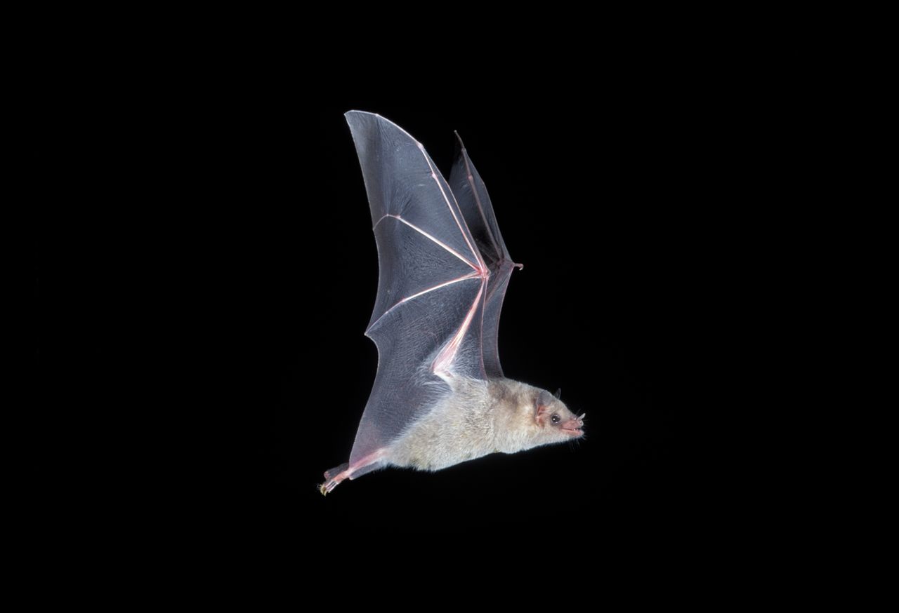 The Mexican long-nosed bat, an elusive species, coevolved with agave, and faces an uncertain future as the number of plants declines.