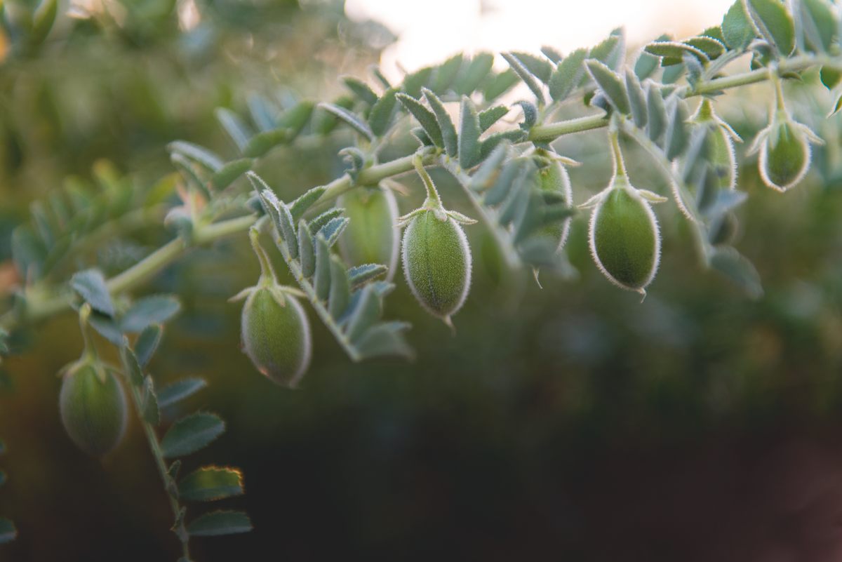 A chickpea plant.