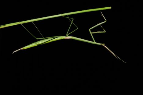 A female small-winged stick mantis (Brunneria subaptera).